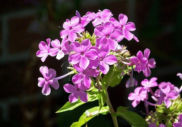 10 Tall PURPLE PHLOX Paniculata Garden Summer Native Hummingbird Flower Seeds