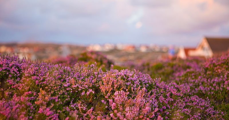 100 Scotch TRUE HEATHER Shrub Scot's Purple Pink Flower Calluna Vulgaris Seeds