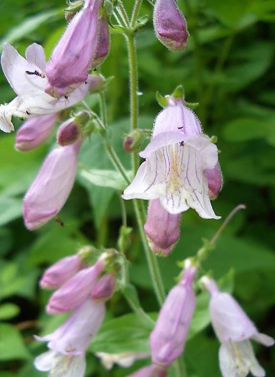 500 CALICO BEARDTONGUE (Smooth Beardtongue / Eastern Beardtongue) Penstemon Calycosus Flower Seeds