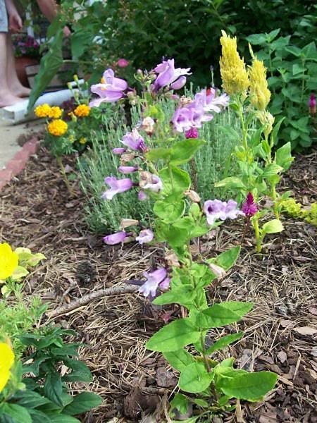 500 CALICO BEARDTONGUE (Smooth Beardtongue / Eastern Beardtongue) Penstemon Calycosus Flower Seeds