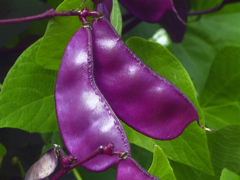 10 Ruby Moon HYACINTH BEAN Lablab Purpureus Blue Purple White Flower Ornamental Vine Seeds