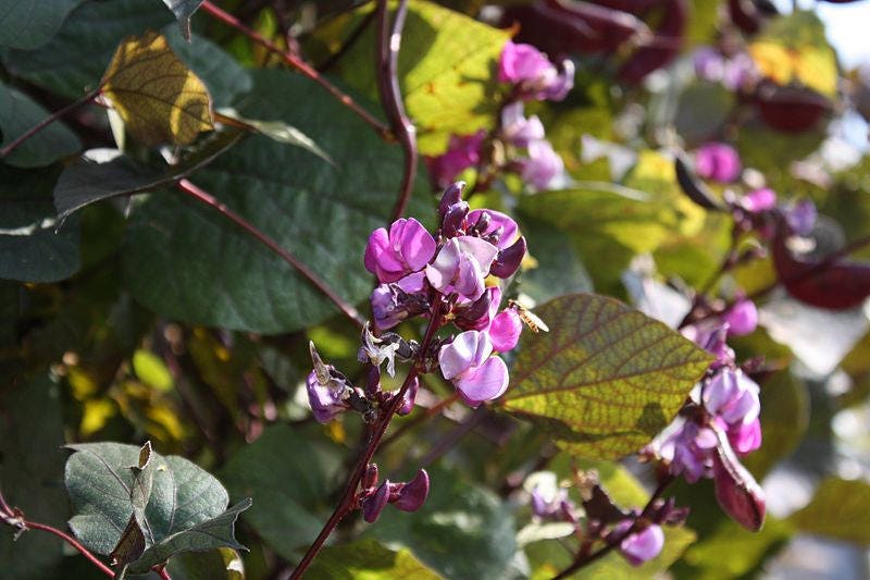 10 Ruby Moon HYACINTH BEAN Lablab Purpureus Blue Purple White Flower Ornamental Vine Seeds