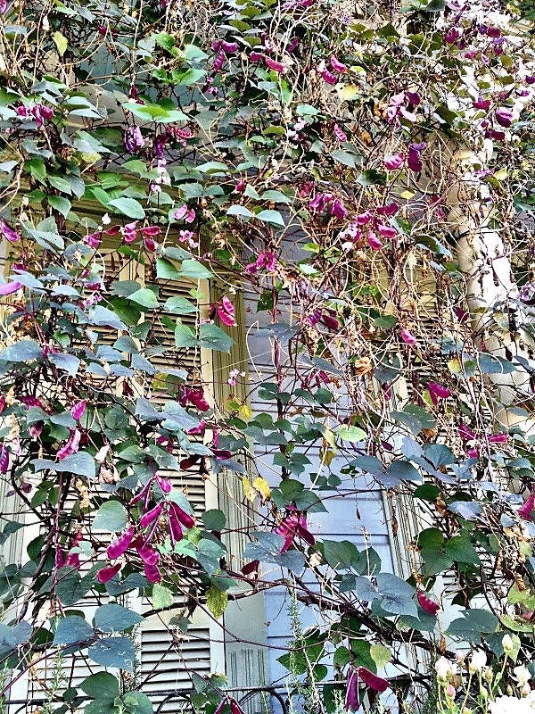 10 Ruby Moon HYACINTH BEAN Lablab Purpureus Blue Purple White Flower Ornamental Vine Seeds