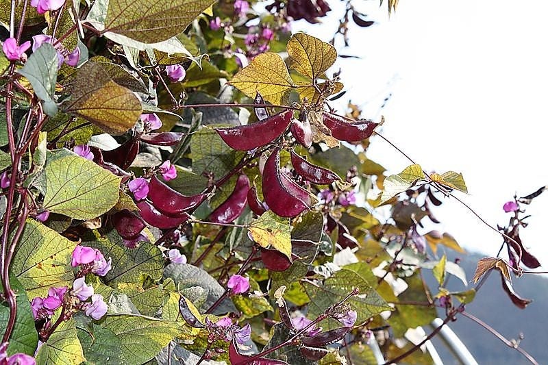 10 Ruby Moon HYACINTH BEAN Lablab Purpureus Blue Purple White Flower Ornamental Vine Seeds
