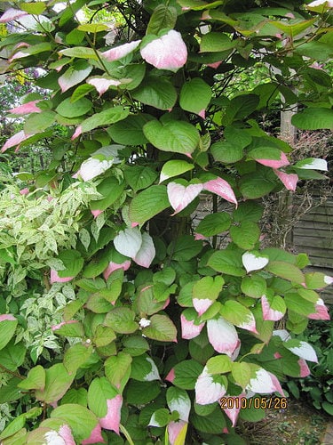 20 Variegated ARCTIC BEAUTY KIWI Fruit Edible Actinidia Kolomikta Vine Seeds