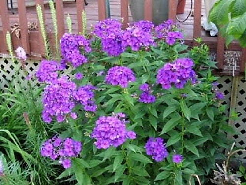 10 Tall PURPLE PHLOX Paniculata Garden Summer Native Hummingbird Flower Seeds