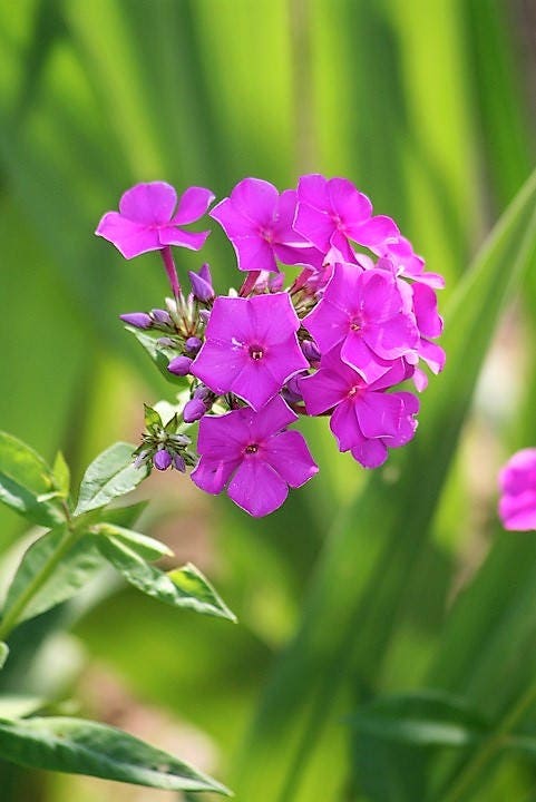 10 Tall PURPLE PHLOX Paniculata Garden Summer Native Hummingbird Flower Seeds