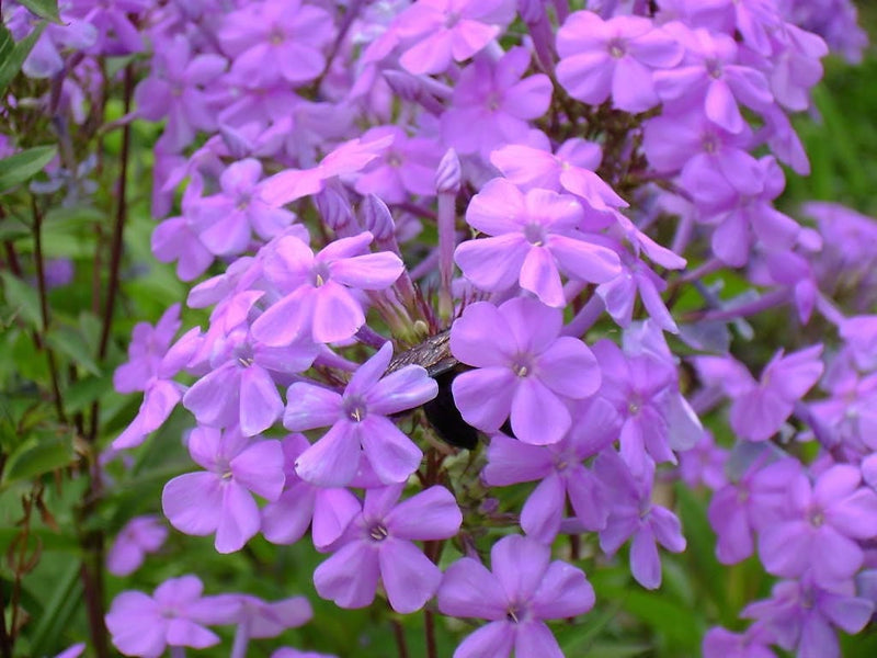 10 Tall PURPLE PHLOX Paniculata Garden Summer Native Hummingbird Flower Seeds