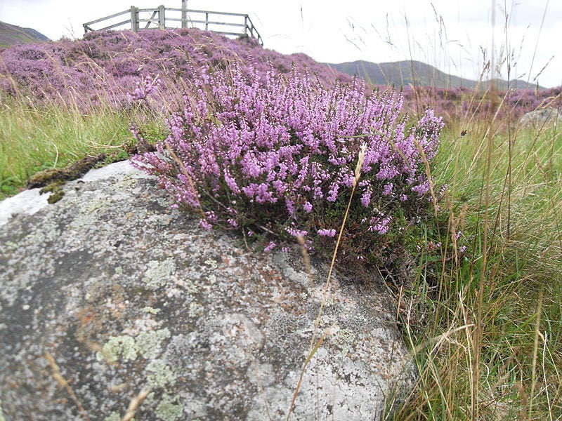 100 Scotch TRUE HEATHER Shrub Scot's Purple Pink Flower Calluna Vulgaris Seeds