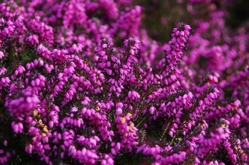 100 Scotch TRUE HEATHER Shrub Scot's Purple Pink Flower Calluna Vulgaris Seeds