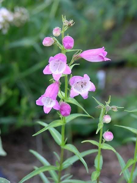 500 CALICO BEARDTONGUE (Smooth Beardtongue / Eastern Beardtongue) Penstemon Calycosus Flower Seeds