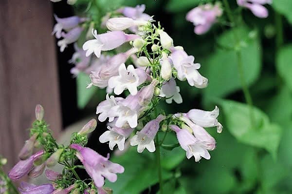 500 CALICO BEARDTONGUE (Smooth Beardtongue / Eastern Beardtongue) Penstemon Calycosus Flower Seeds