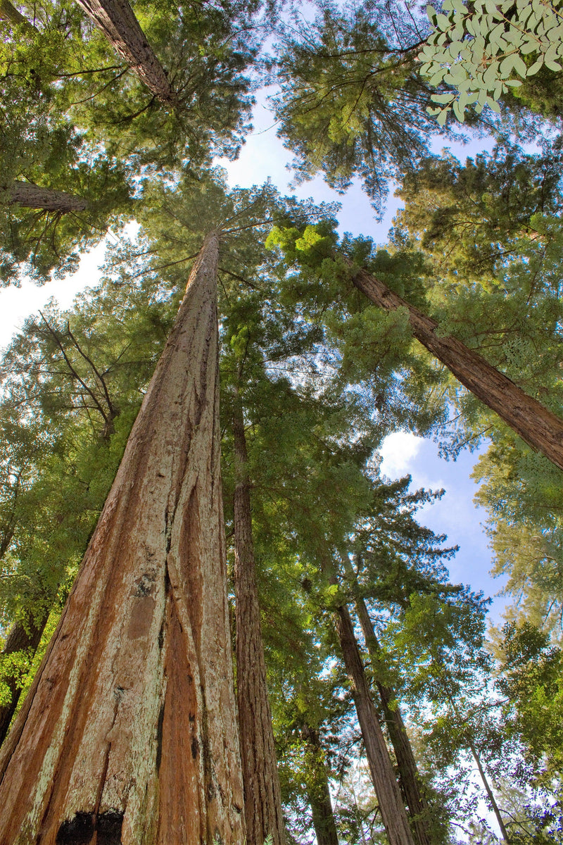 40 GIANT SEQUOIA Sequoiadendron Giganteum Sierra Redwood Tree Seeds