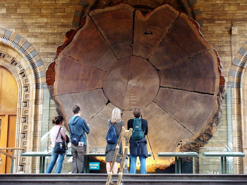 40 GIANT SEQUOIA Sequoiadendron Giganteum Sierra Redwood Tree Seeds
