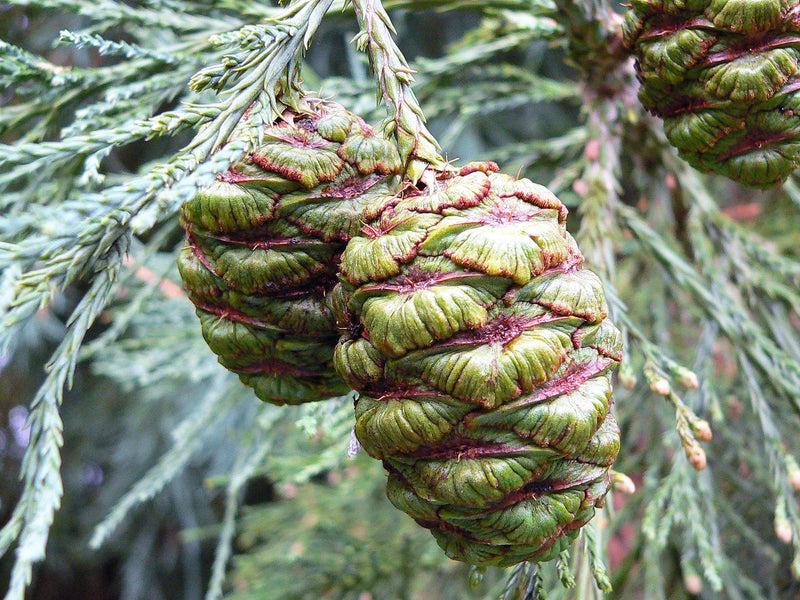 40 GIANT SEQUOIA Sequoiadendron Giganteum Sierra Redwood Tree Seeds