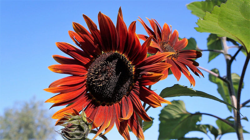 25 CHOCOLATE CHERRY SUNFLOWER Helianthus Annuus Red & Brown Flower Seeds