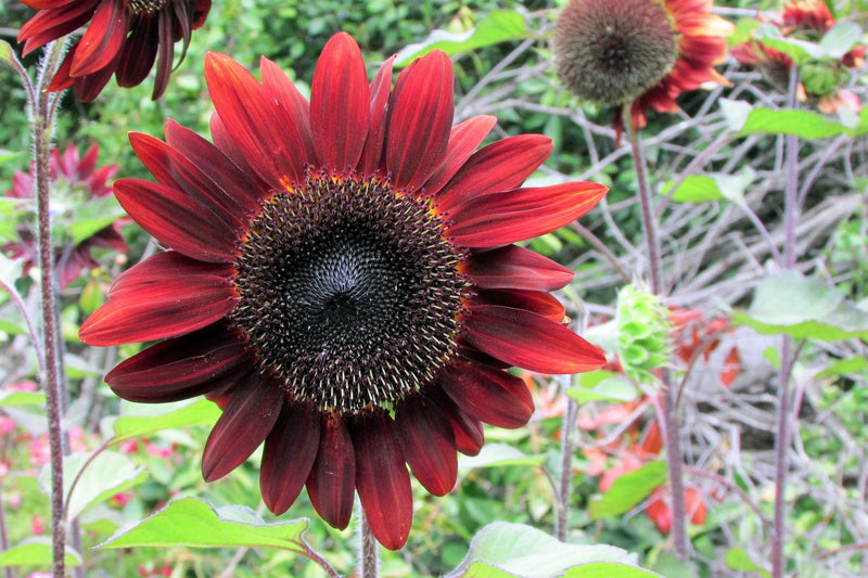 25 CHOCOLATE CHERRY SUNFLOWER Helianthus Annuus Red & Brown Flower Seeds