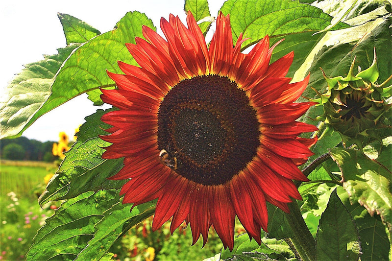 25 CHOCOLATE CHERRY SUNFLOWER Helianthus Annuus Red & Brown Flower Seeds