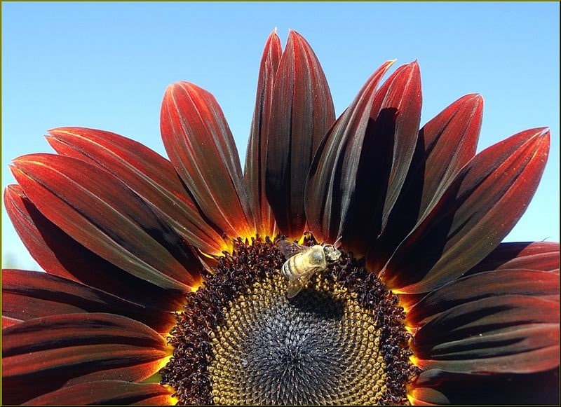 25 CHOCOLATE CHERRY SUNFLOWER Helianthus Annuus Red & Brown Flower Seeds