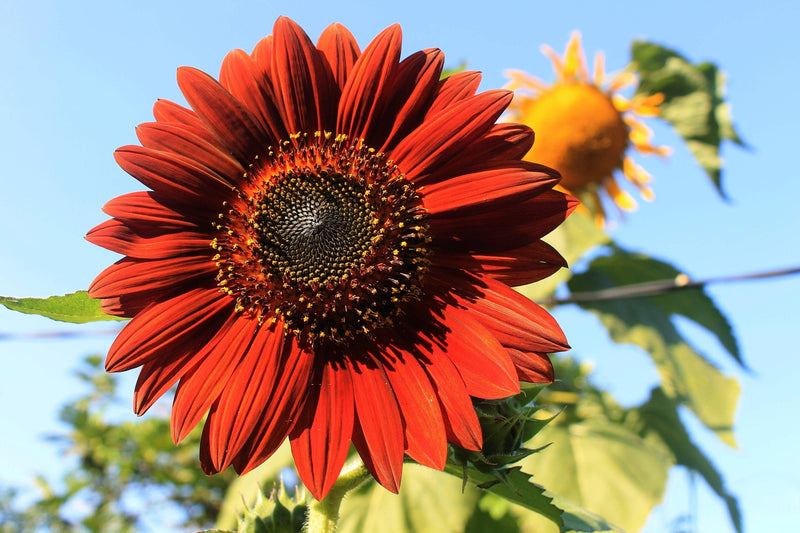 25 CHOCOLATE CHERRY SUNFLOWER Helianthus Annuus Red & Brown Flower Seeds