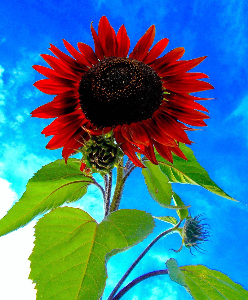 25 CHOCOLATE CHERRY SUNFLOWER Helianthus Annuus Red & Brown Flower Seeds