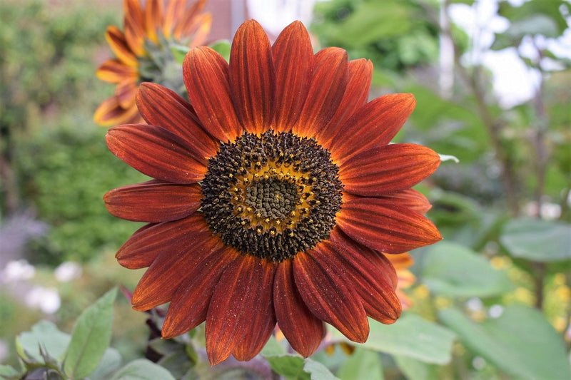 25 CHOCOLATE CHERRY SUNFLOWER Helianthus Annuus Red & Brown Flower Seeds