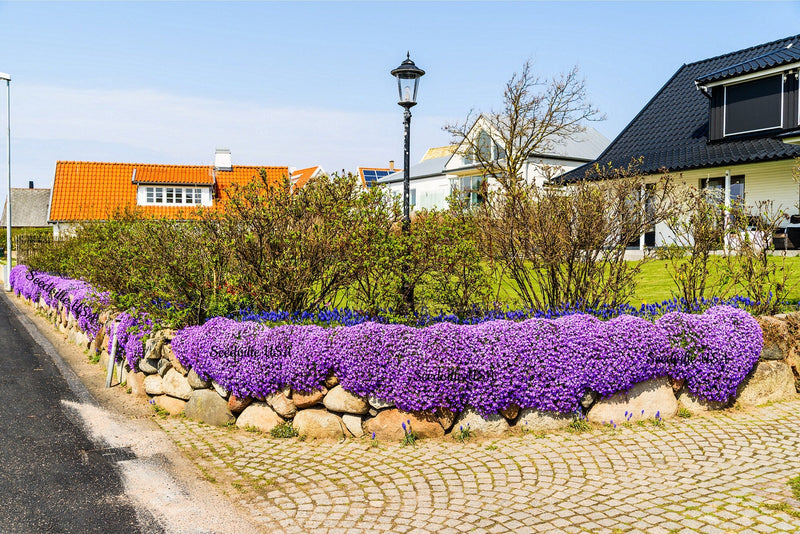 500 PURPLE ROCKCRESS Rock Cress Aubrieta Deltoidea Flower Seeds