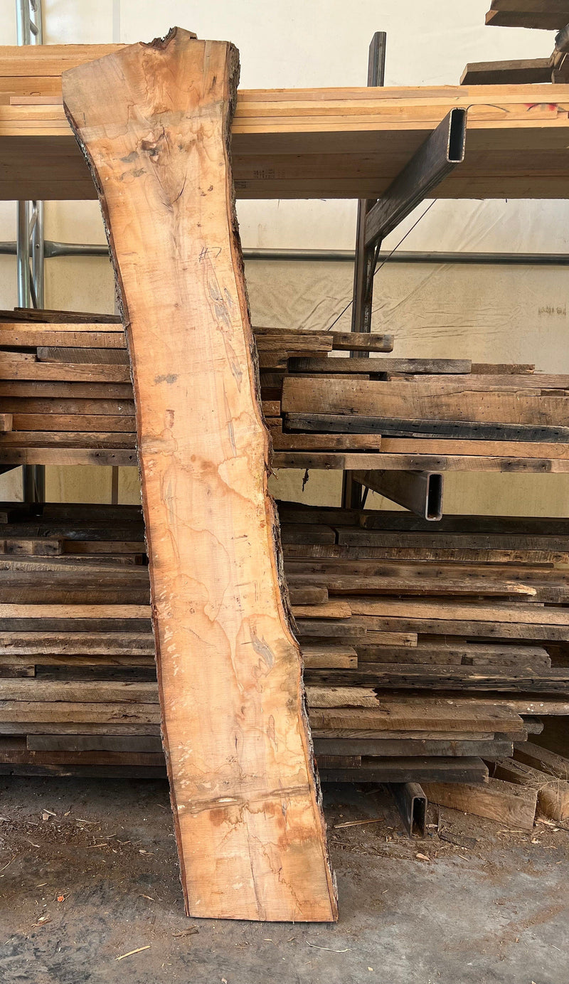 Spalted Maple Slabs, Ambrosia Maple, Live Edge Maple Slabs, Ambrosia Maple Lumber, Unfinished Maple Slabs, Large Live Edge Slabs, Wood Slabs