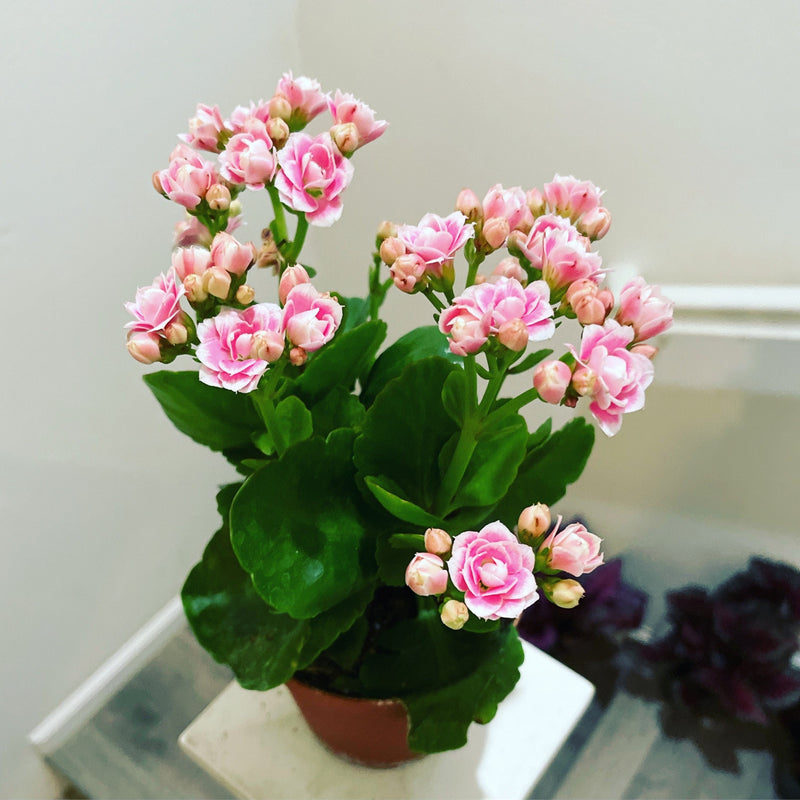 Kalanchoe blossfeldiana 'Calandiva Pink'