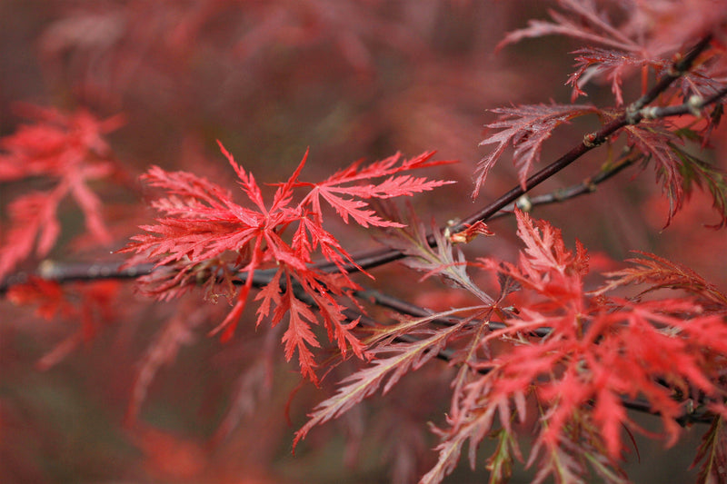 10 Red Dwarf Japanese LACELEAF MAPLE Tree Lace Blood Acer Palmatum Atropurpureum Dissectum Shrub Seeds