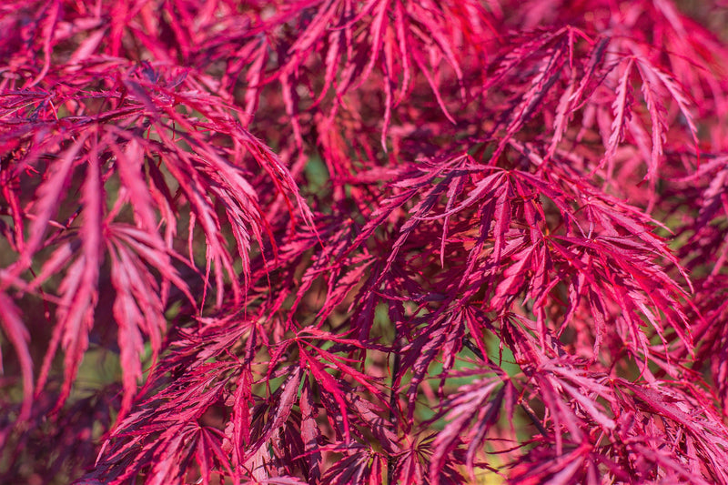 10 Red Dwarf Japanese LACELEAF MAPLE Tree Lace Blood Acer Palmatum Atropurpureum Dissectum Shrub Seeds