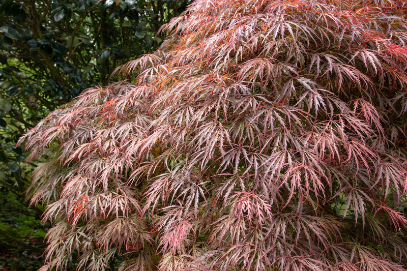 10 Red Dwarf Japanese LACELEAF MAPLE Tree Lace Blood Acer Palmatum Atropurpureum Dissectum Shrub Seeds