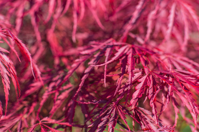 10 Red Dwarf Japanese LACELEAF MAPLE Tree Lace Blood Acer Palmatum Atropurpureum Dissectum Shrub Seeds