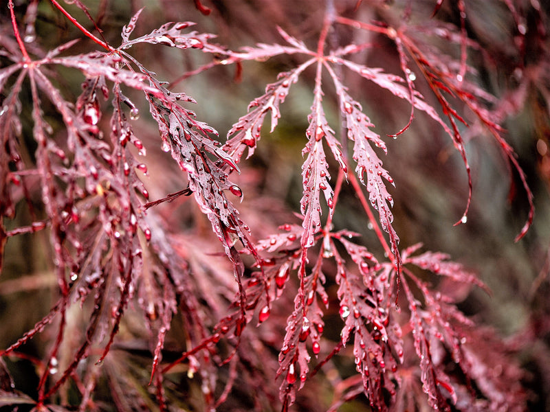 10 Red Dwarf Japanese LACELEAF MAPLE Tree Lace Blood Acer Palmatum Atropurpureum Dissectum Shrub Seeds