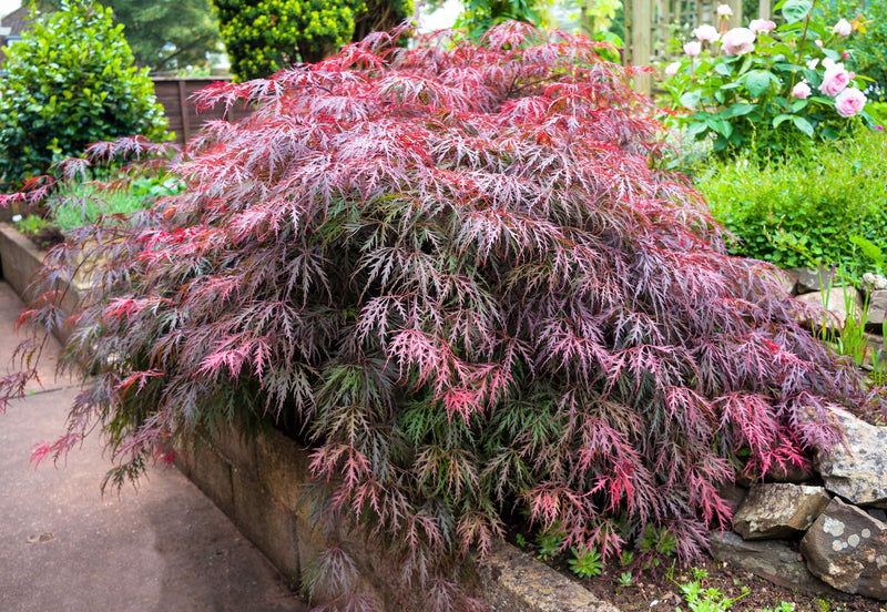 10 Red Dwarf Japanese LACELEAF MAPLE Tree Lace Blood Acer Palmatum Atropurpureum Dissectum Shrub Seeds