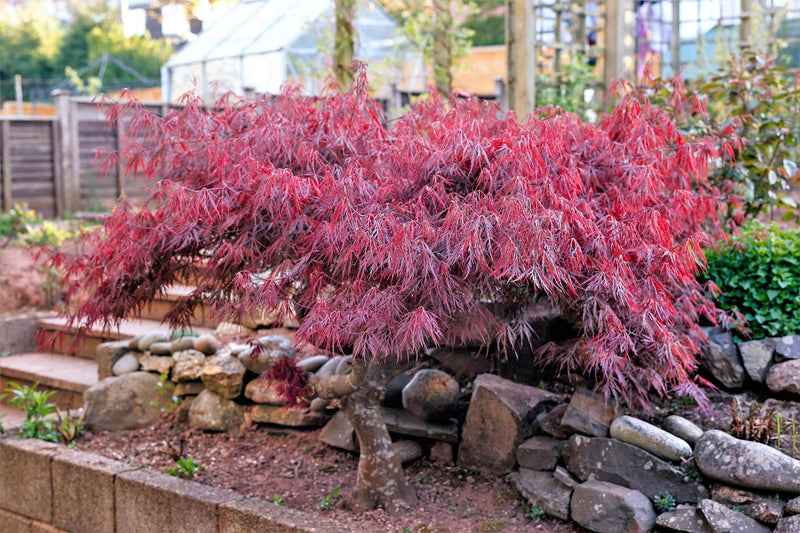 10 Red Dwarf Japanese LACELEAF MAPLE Tree Lace Blood Acer Palmatum Atropurpureum Dissectum Shrub Seeds