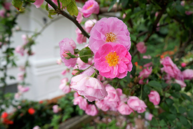 25 SWEET BRIAR ROSE Multiple Shades of Pink Eglantine Rose Rosa Eglanteria syn. Rosa Rubiginosa Flower Shrub Seeds