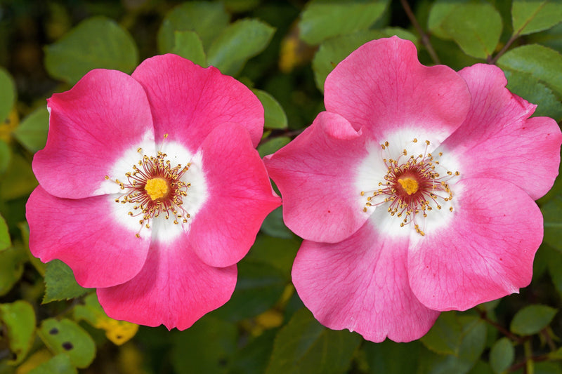 25 SWEET BRIAR ROSE Multiple Shades of Pink Eglantine Rose Rosa Eglanteria syn. Rosa Rubiginosa Flower Shrub Seeds