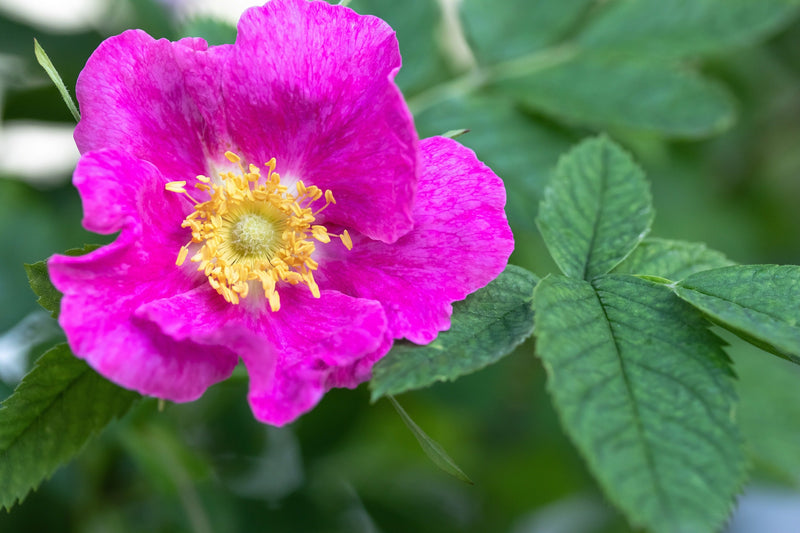 25 SWEET BRIAR ROSE Multiple Shades of Pink Eglantine Rose Rosa Eglanteria syn. Rosa Rubiginosa Flower Shrub Seeds