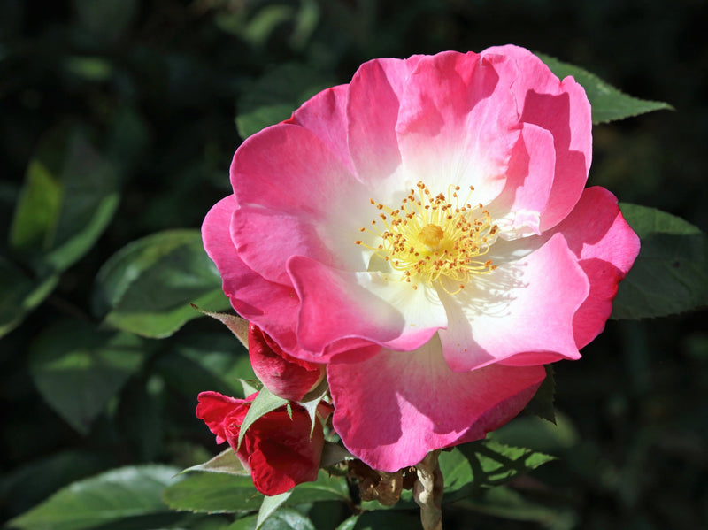 25 SWEET BRIAR ROSE Multiple Shades of Pink Eglantine Rose Rosa Eglanteria syn. Rosa Rubiginosa Flower Shrub Seeds