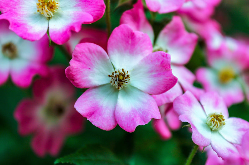25 SWEET BRIAR ROSE Multiple Shades of Pink Eglantine Rose Rosa Eglanteria syn. Rosa Rubiginosa Flower Shrub Seeds
