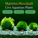 Sample Marimo Moss Balls For Aquarium Multiple Size - Kokedama Japanese Algae Ball