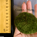 Sample Marimo Moss Balls For Aquarium Multiple Size - Kokedama Japanese Algae Ball
