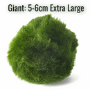 Giant Marimo Moss Ball Aqua Plant Pet Rare 5-6 cm LIVE Kokedama Japanese Algae Ball Mossball
