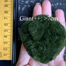 Sample Marimo Moss Balls For Aquarium Multiple Size - Kokedama Japanese Algae Ball