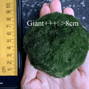 Sample Marimo Moss Balls For Aquarium Multiple Size - Kokedama Japanese Algae Ball