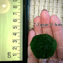Sample Marimo Moss Balls For Aquarium Multiple Size - Kokedama Japanese Algae Ball by Moss Artistry