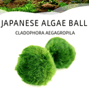 Marimo Moss Balls For Aquarium 10PCS Multiple Size Moss Ball Aqua Plant Pet Bulk Sale - Kokedama Japanese Algae Ball Wholesale