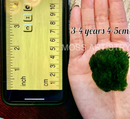 Sample Marimo Moss Balls For Aquarium Multiple Size - Kokedama Japanese Algae Ball by Moss Artistry