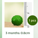 Hot Sale: Live Mini Marimo Moss Ball White and Black Pebbles Glass Bottle Glass Jar